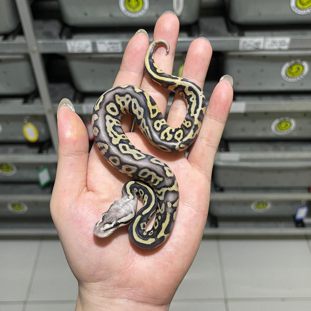 (F) Super Pastel Leopard 