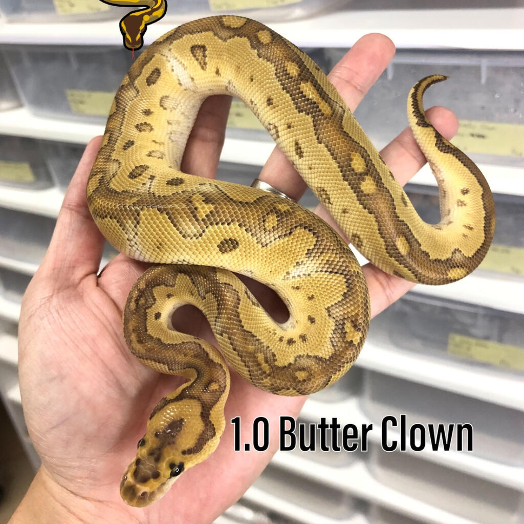 M Butter Clown