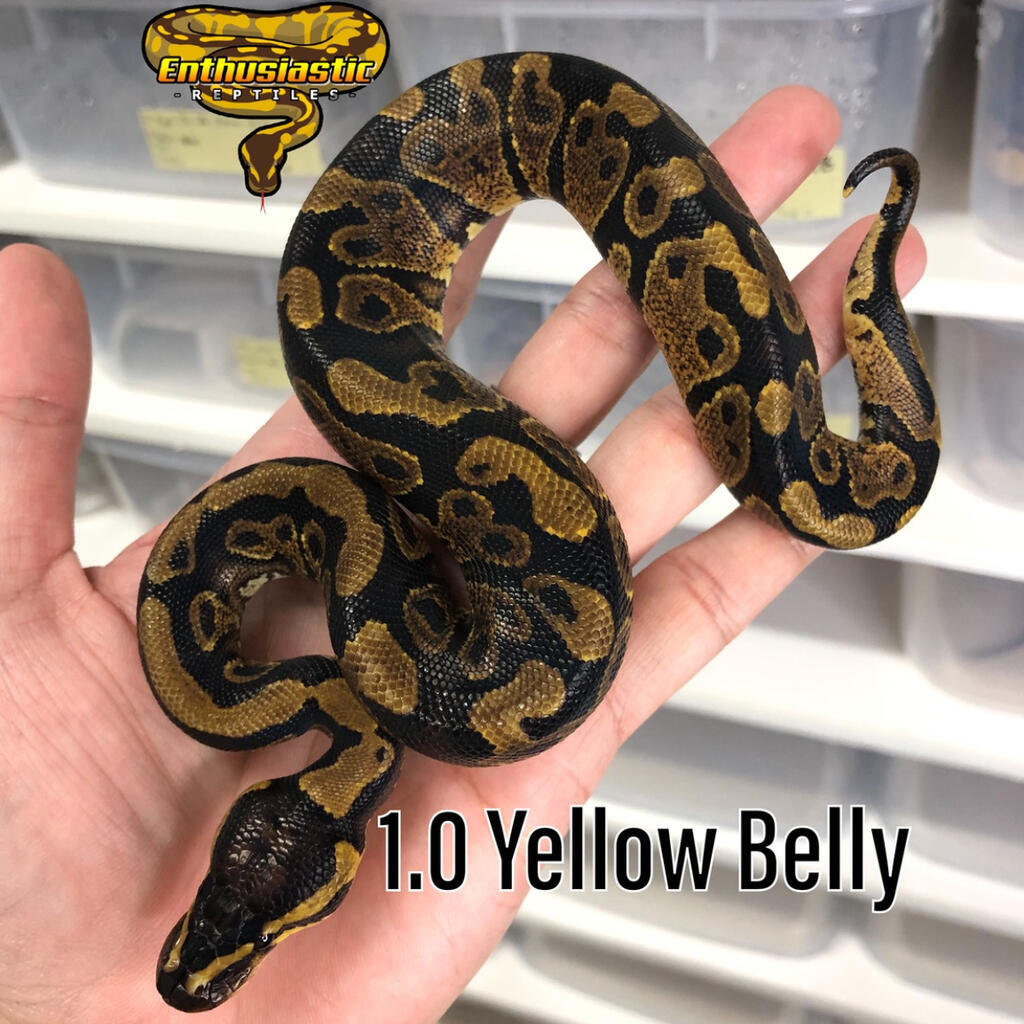 M Yellow Belly