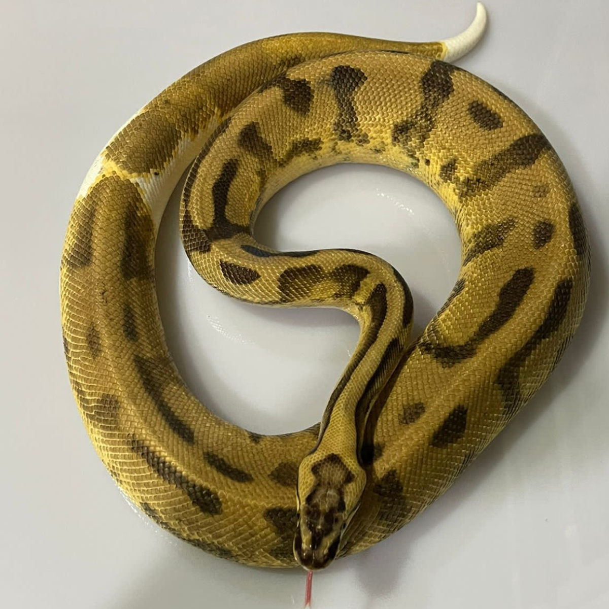 M Pastel Enchi Pied ( Pro