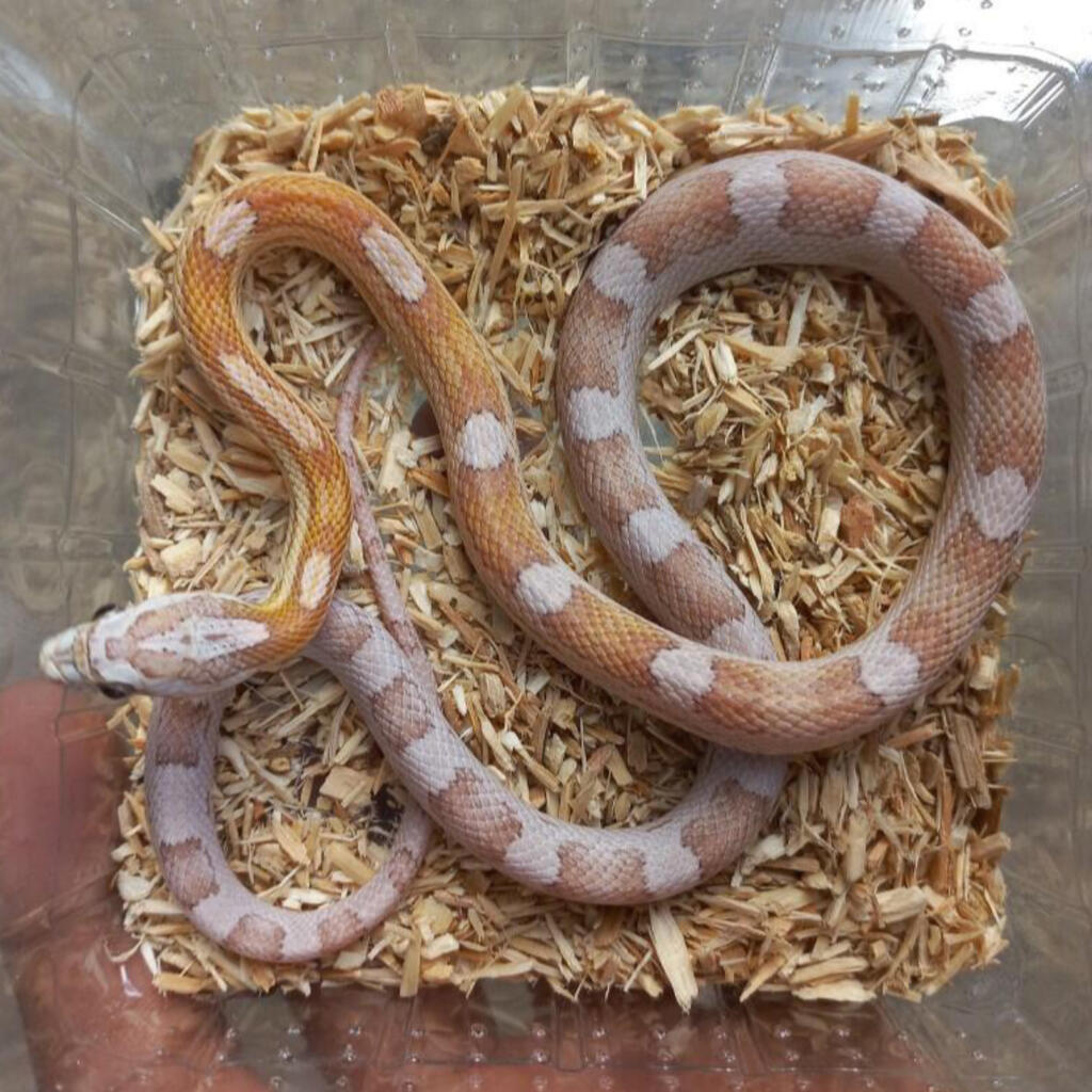 SUNKISSED GHOST MOTLEY