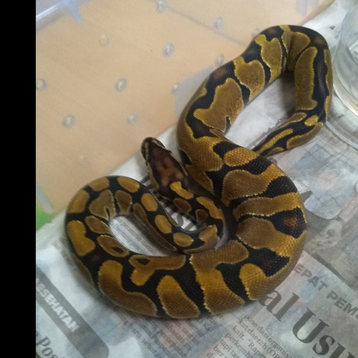 F. Enchi 66% PH Clown