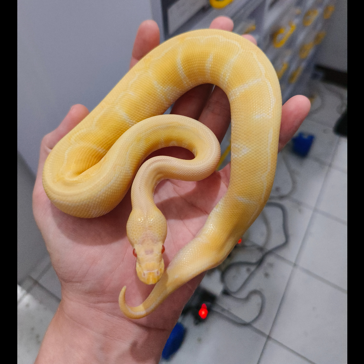 M Pinstripe Albino