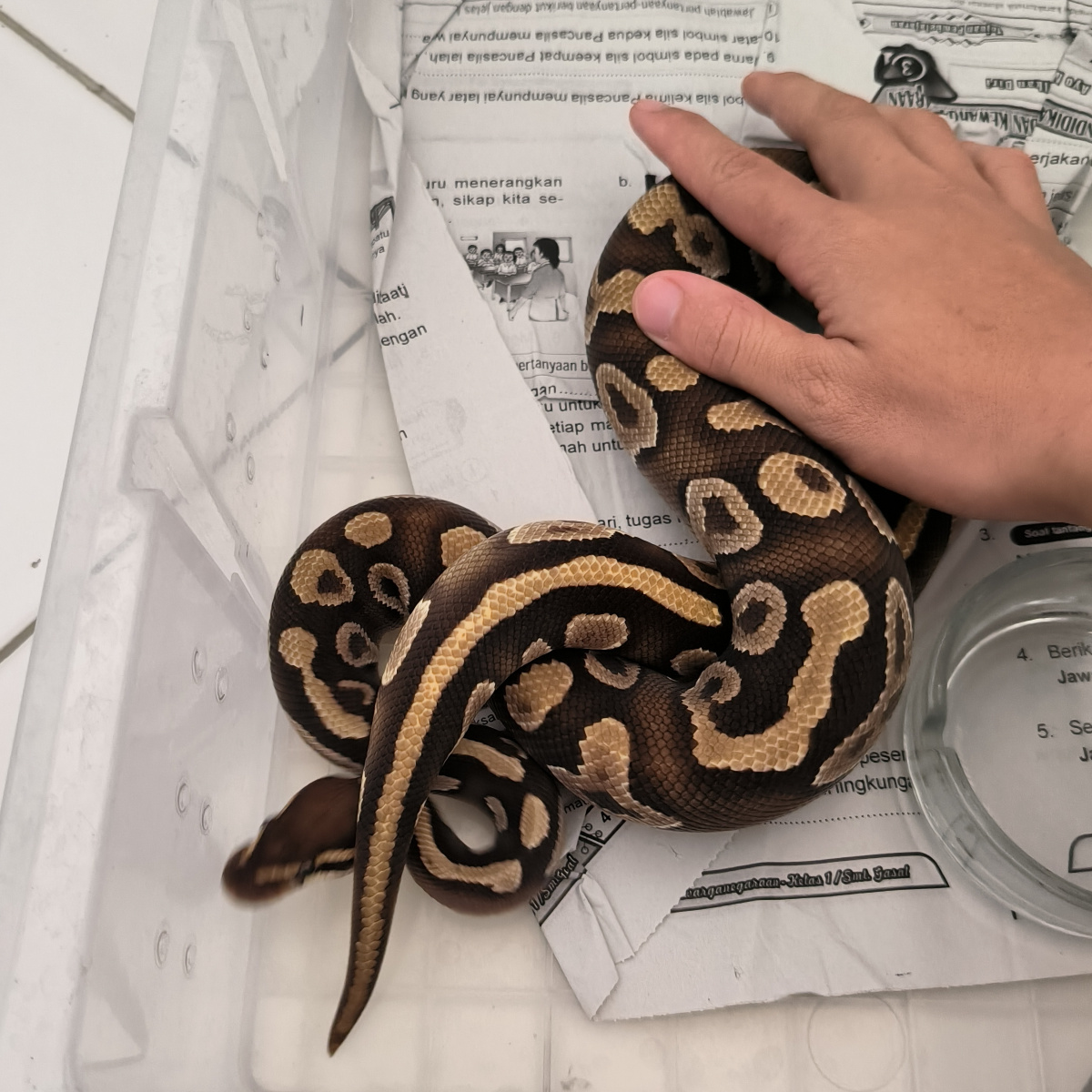 Mojave yellowbelly 1.0