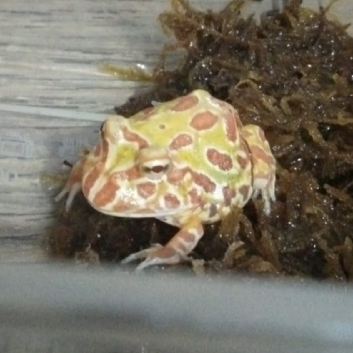 Pacman sunburst cakep