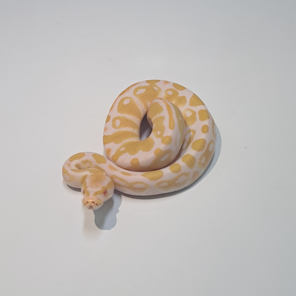 f albino ball python