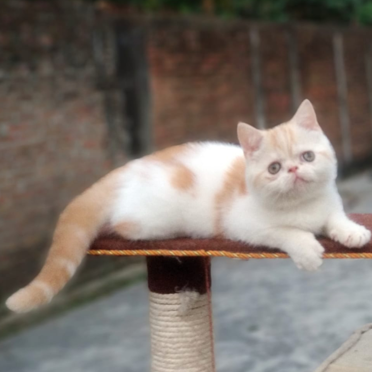 Persia exo male 4 bulan