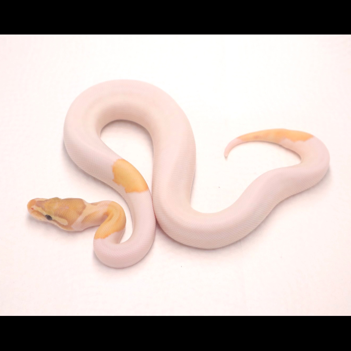 M banana mojave pied