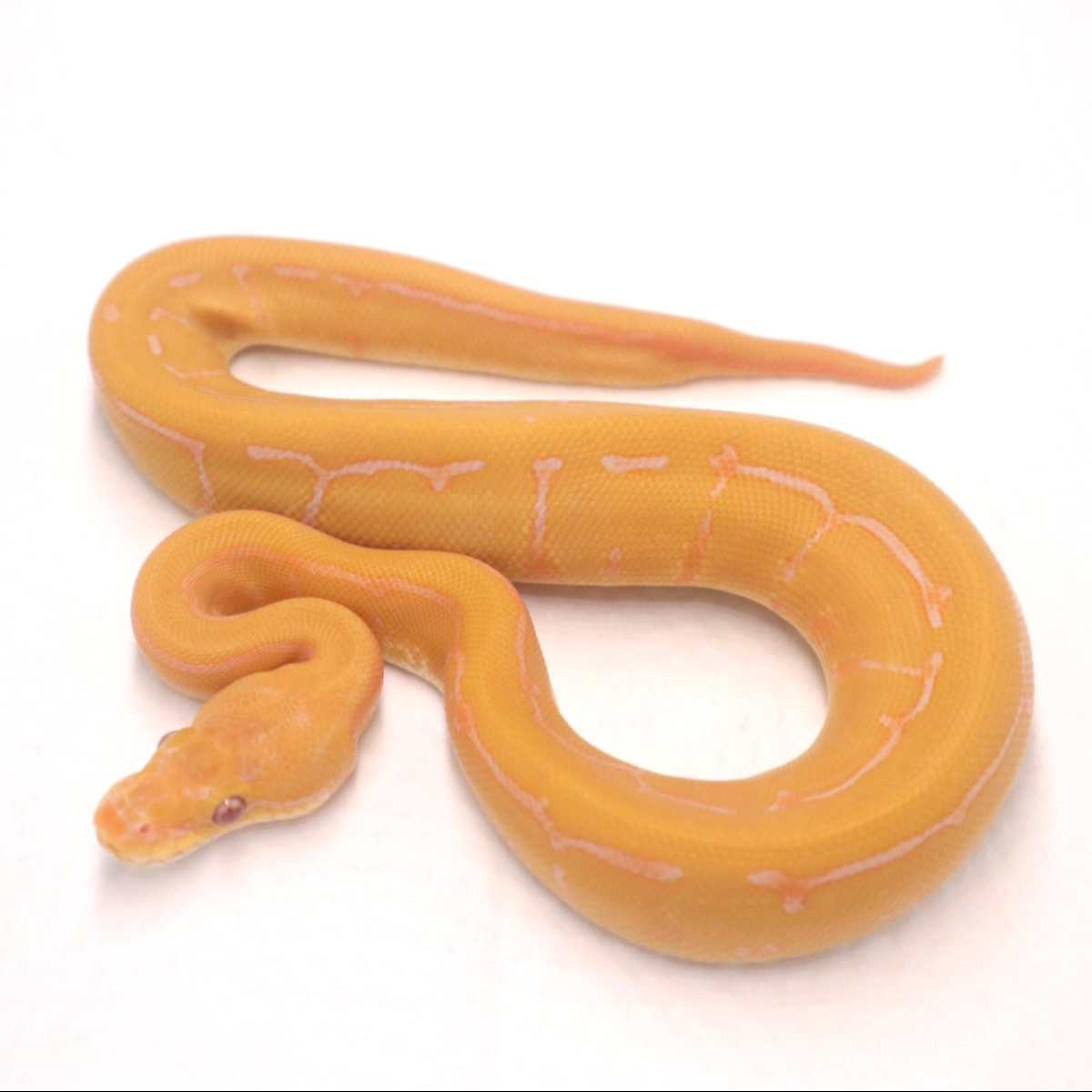 F pinstripe lavender het 