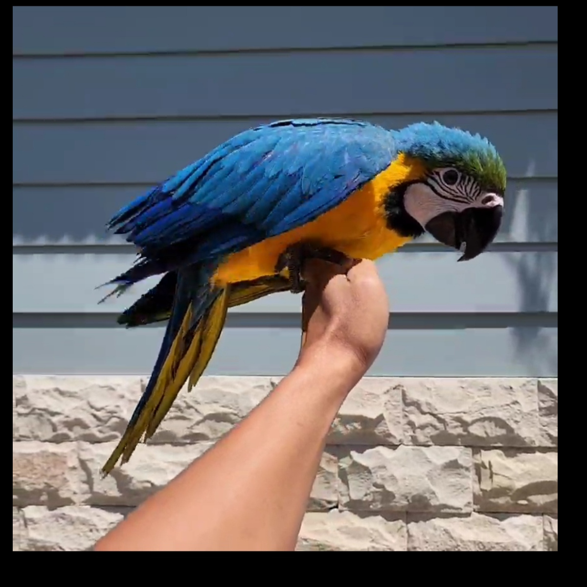 Blue n Gold Macaw