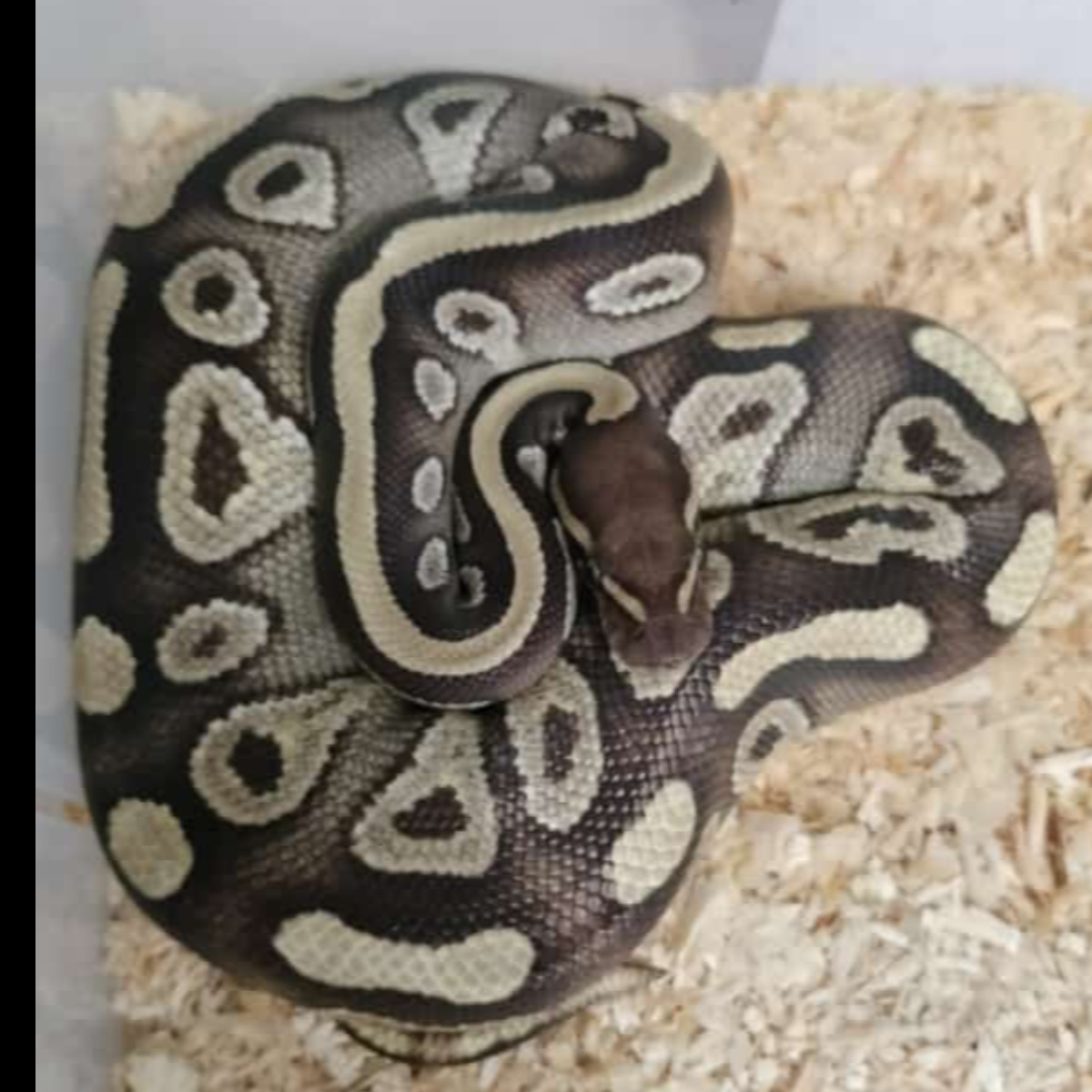 MOJAVE  PASTEL LESSER MAL