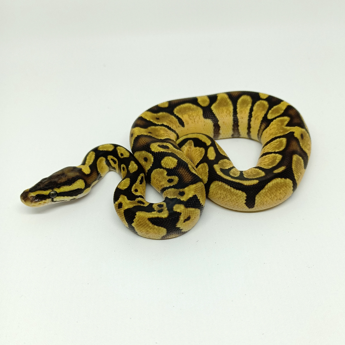 0.1 pastel het pied 66%