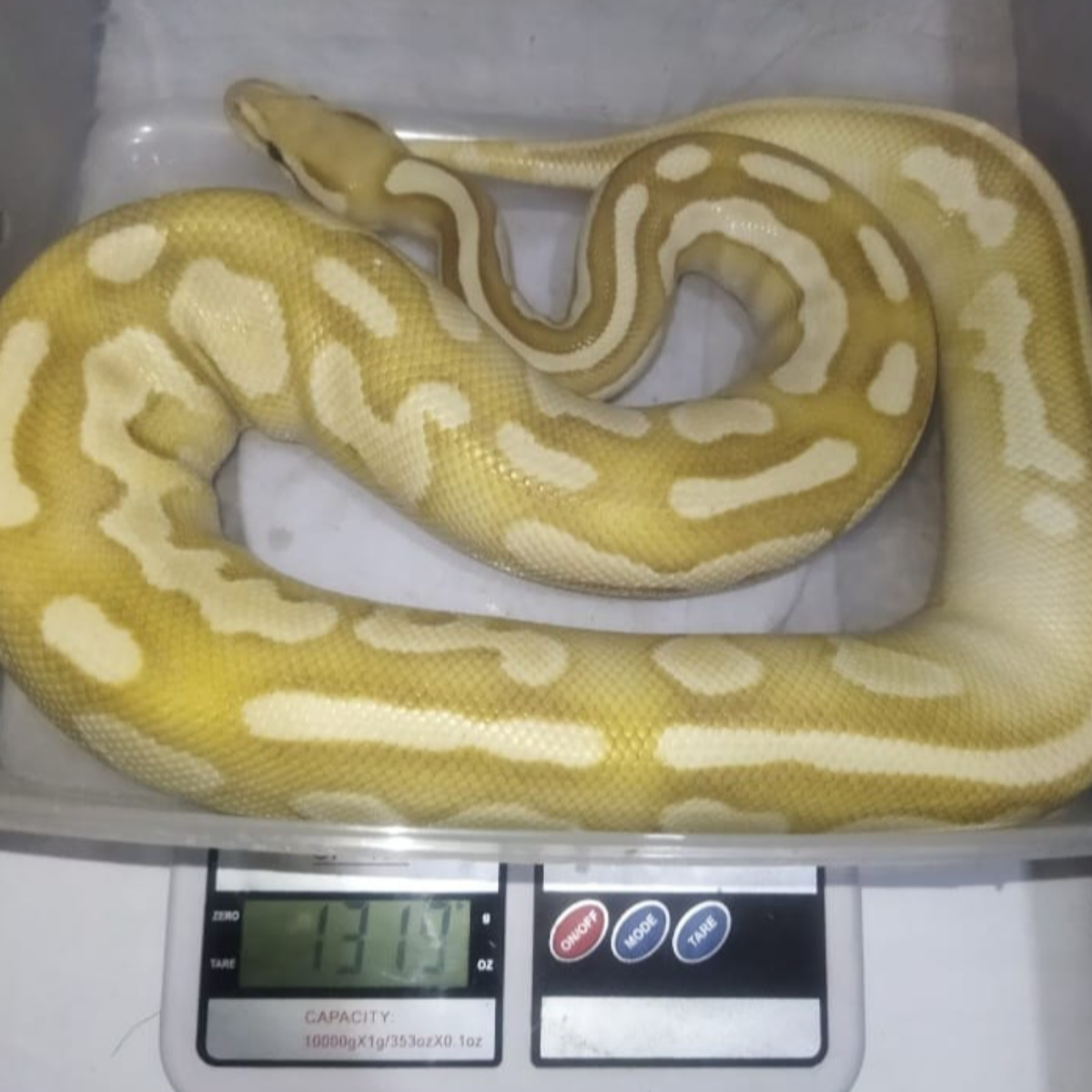 Female Banana Butter Het 