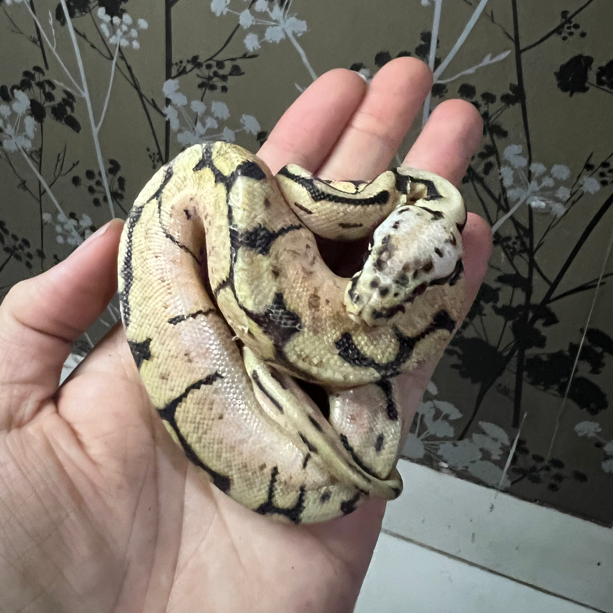 Ball Python Female Pastel