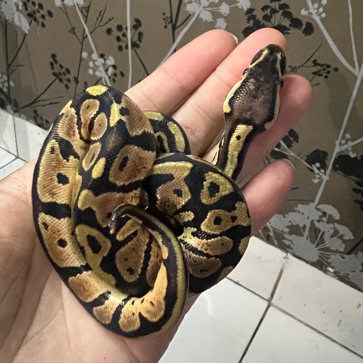 Bal Python Female Pastel Het Ultramel Ph Hypo