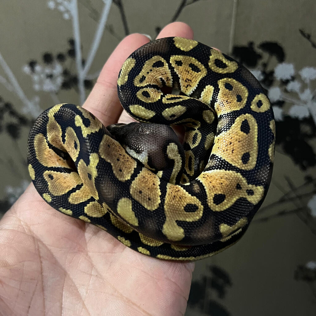 Ball Python Male Pastel H