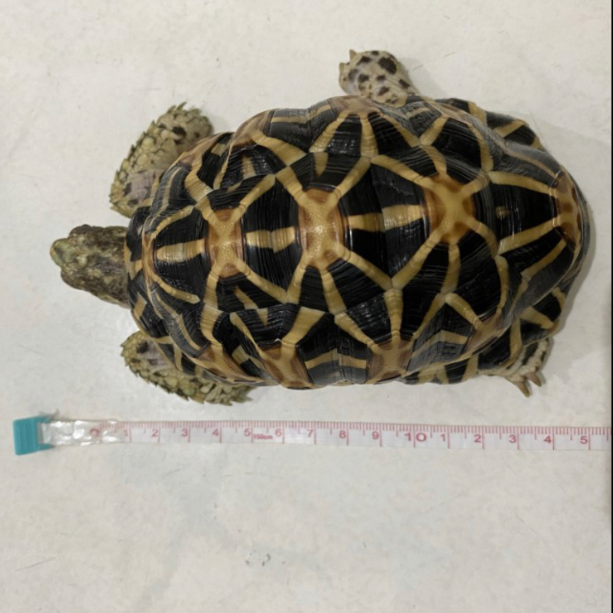 Indian Star / Istar Tortoise Reptile