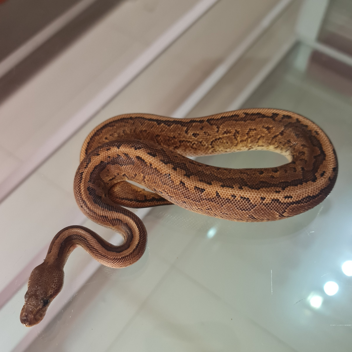 Female Cinnamon pinstripe pos YB het hypo 100% | Lapak Jual Beli Hewan ...