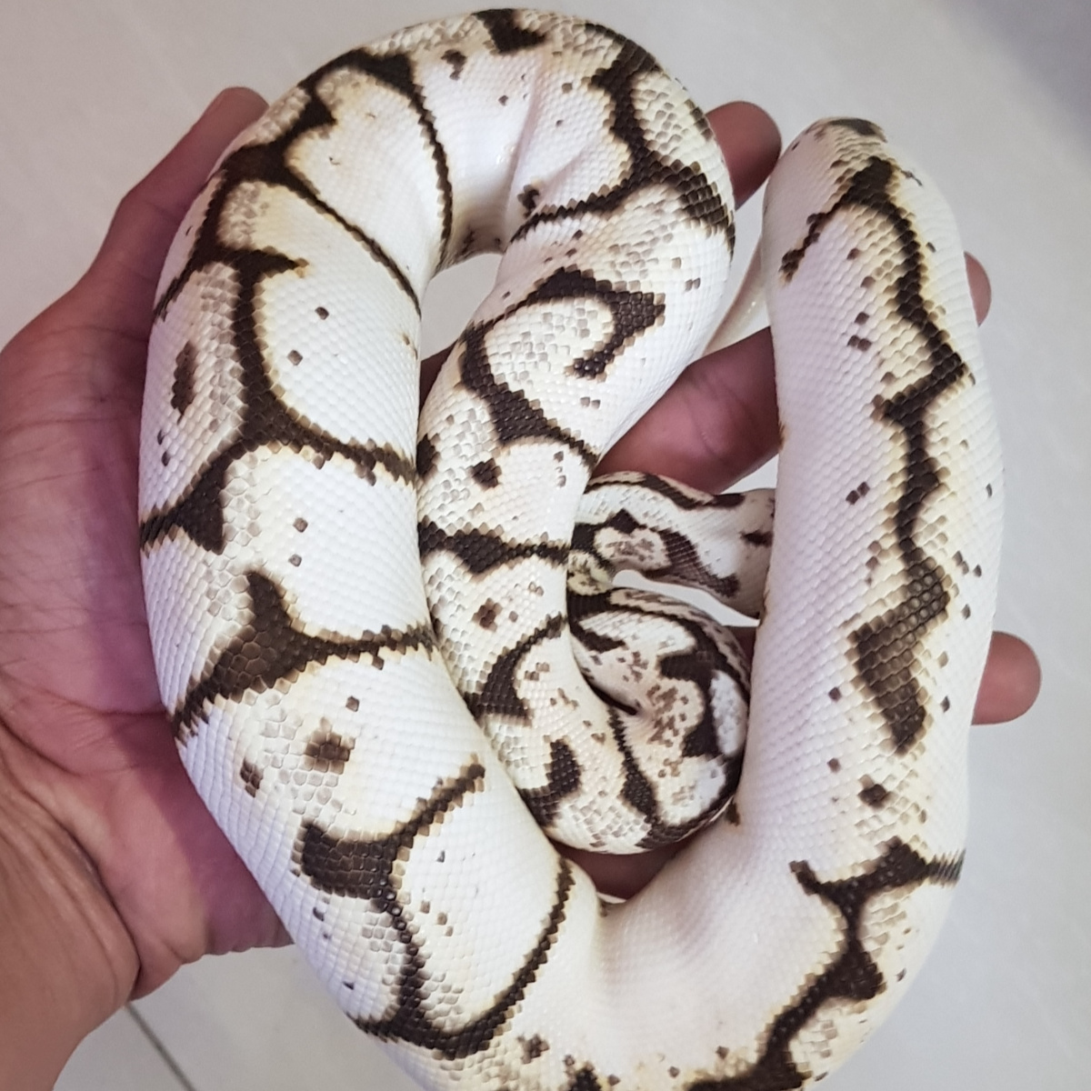 F - CALICO PASTEL SPIDER