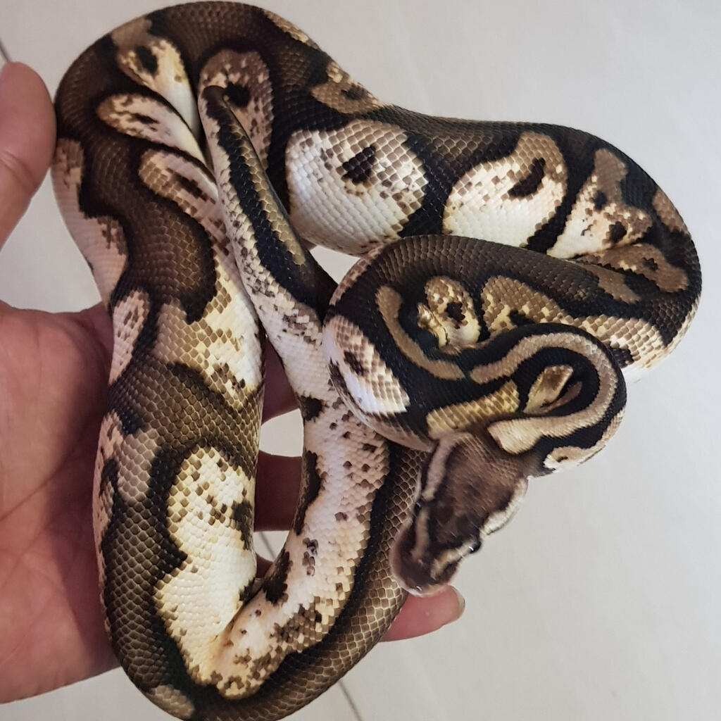 Female - Pastel Calico