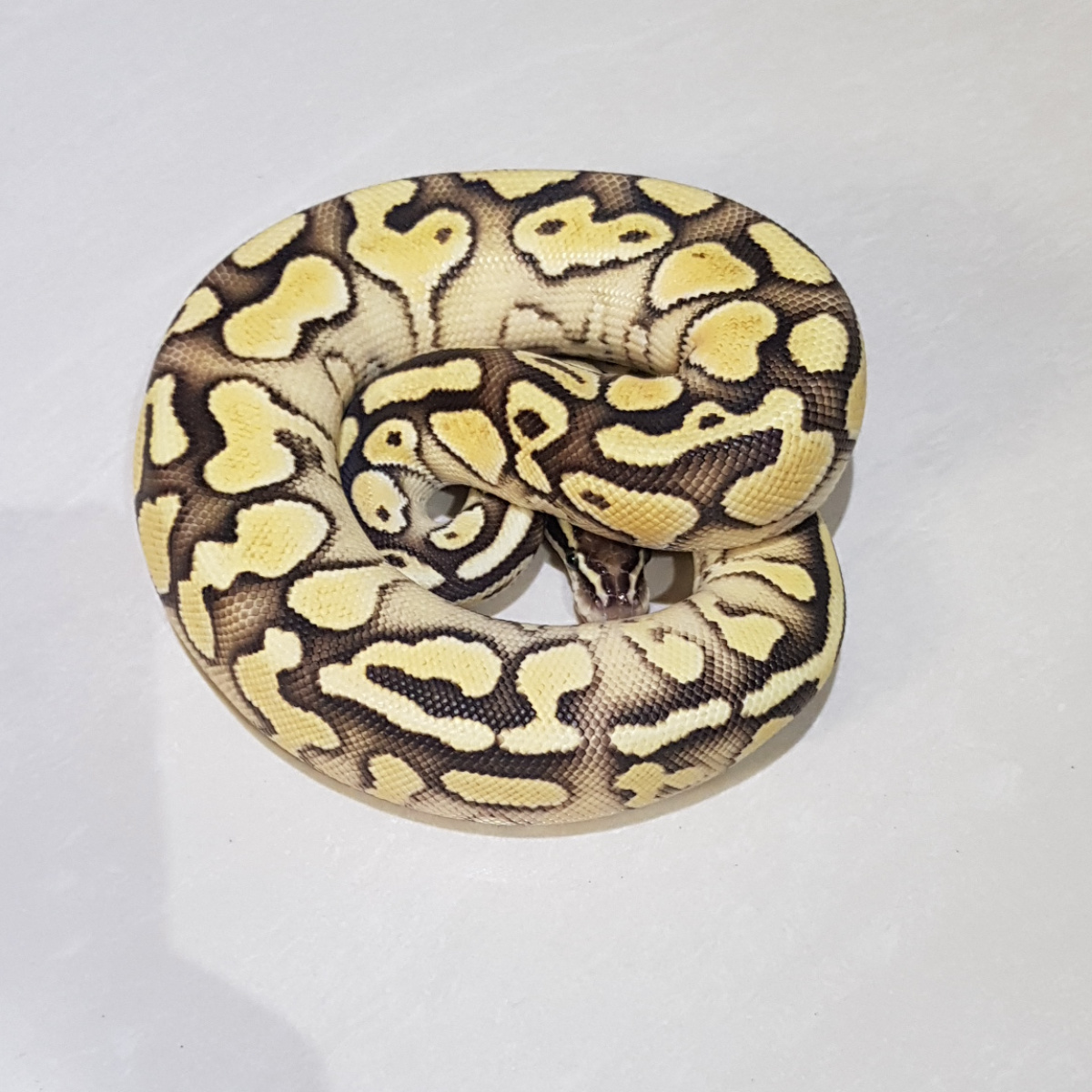 Male - Pastel Lesser YB