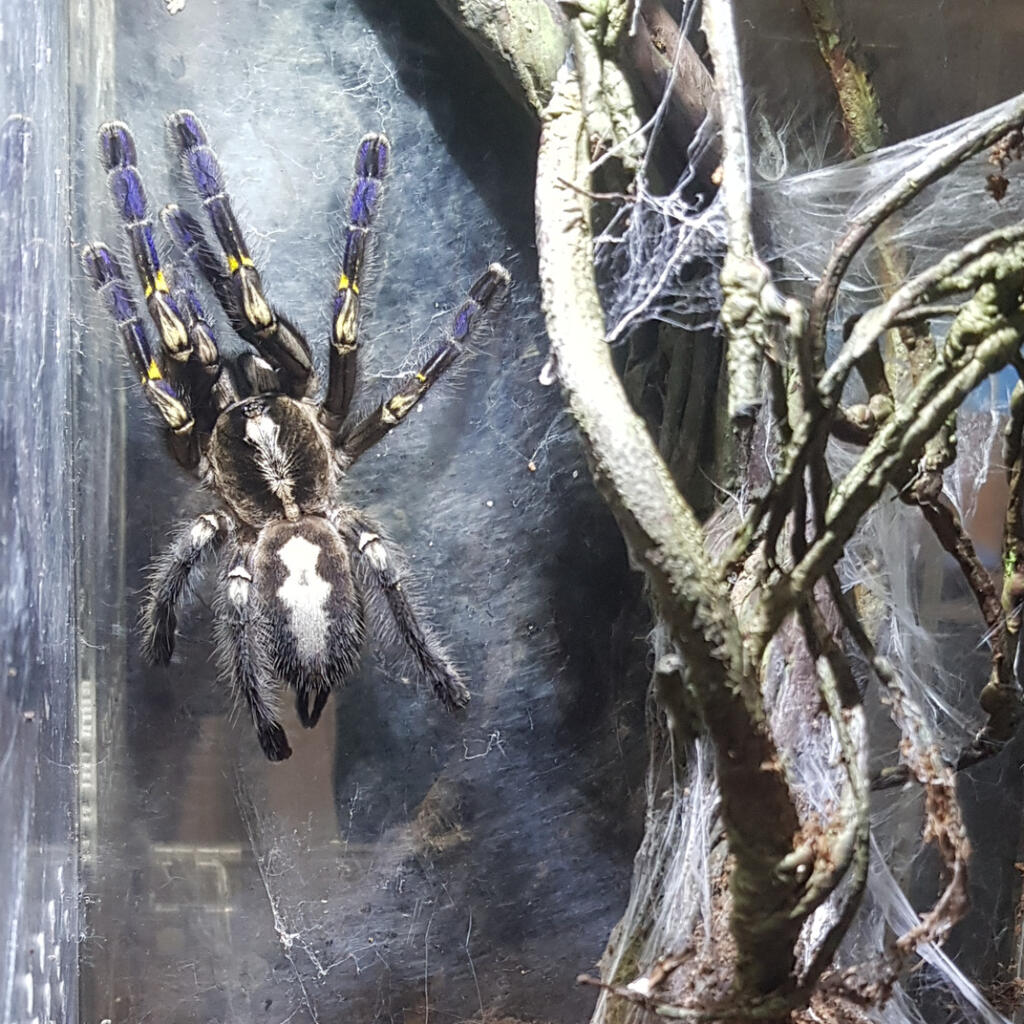 Poecilotheria Metallica A