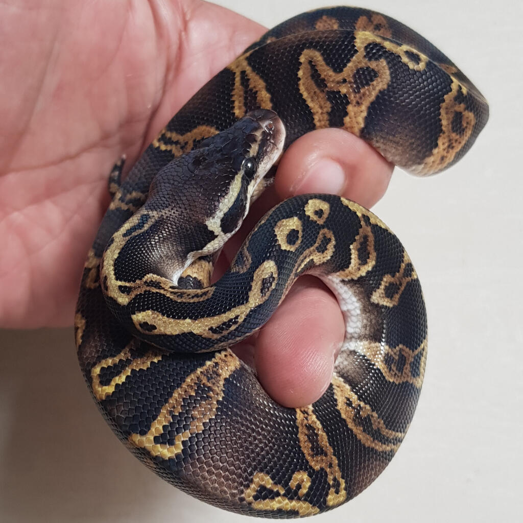 Male - GHI Sable Pastel Y