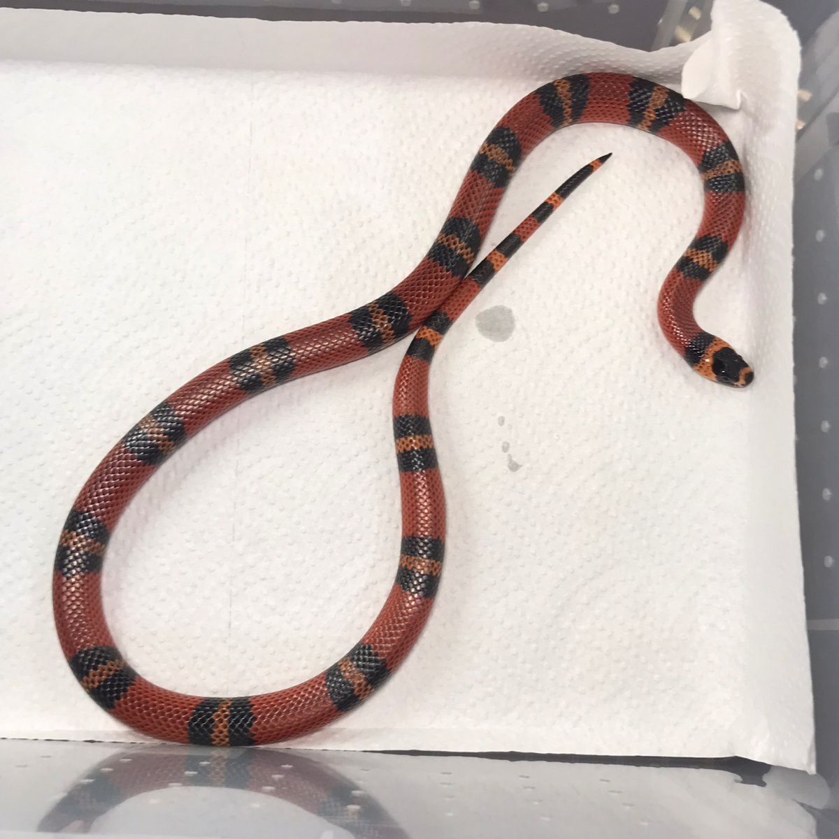 F TANGERINE HONDO H HYPO