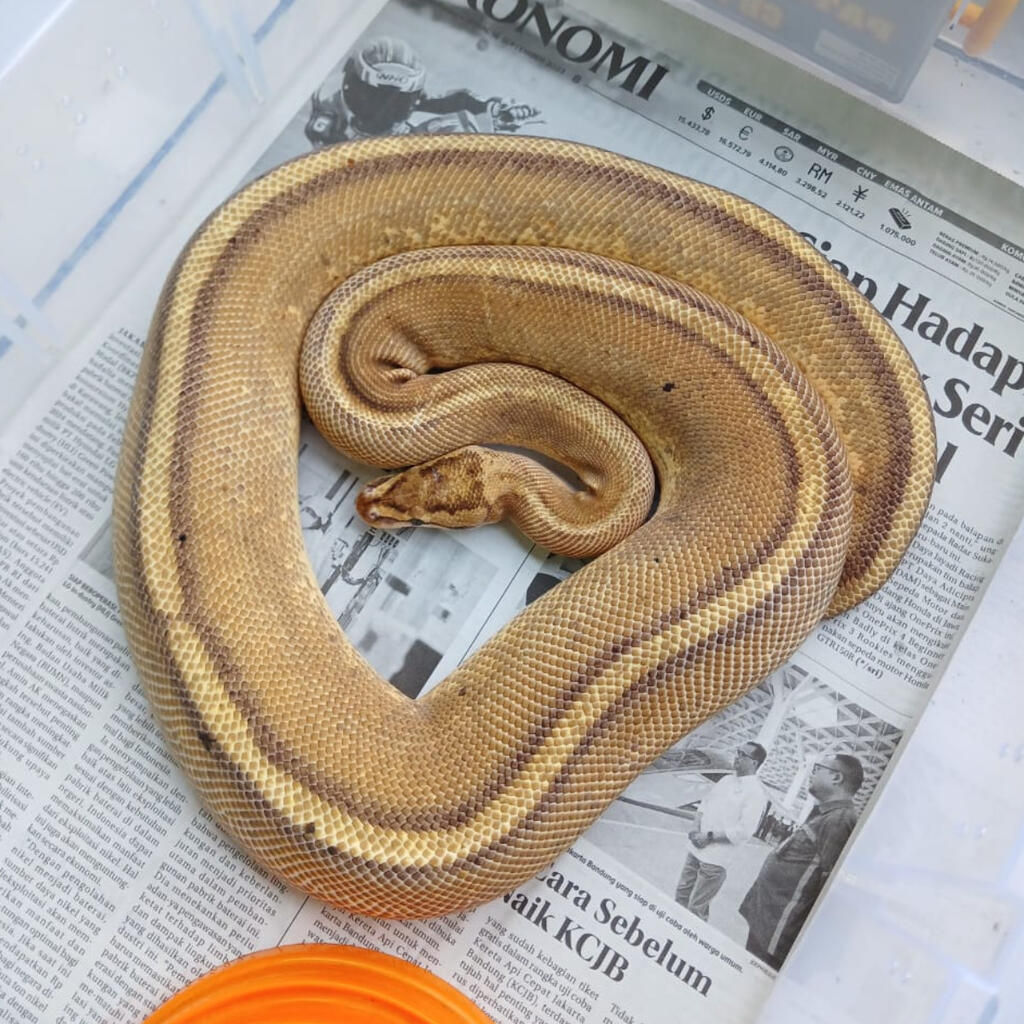 F. Super Stripe
