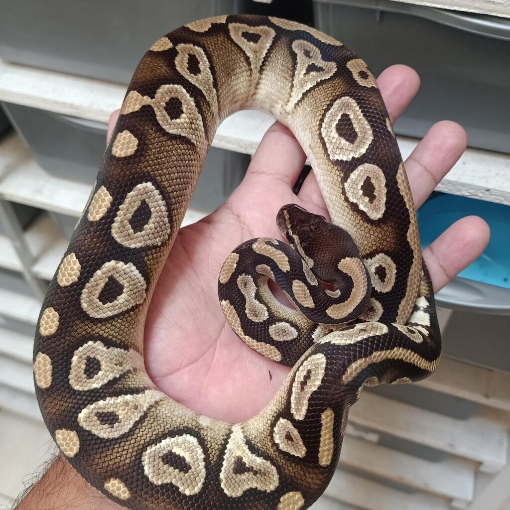 M Mojave het Ghost