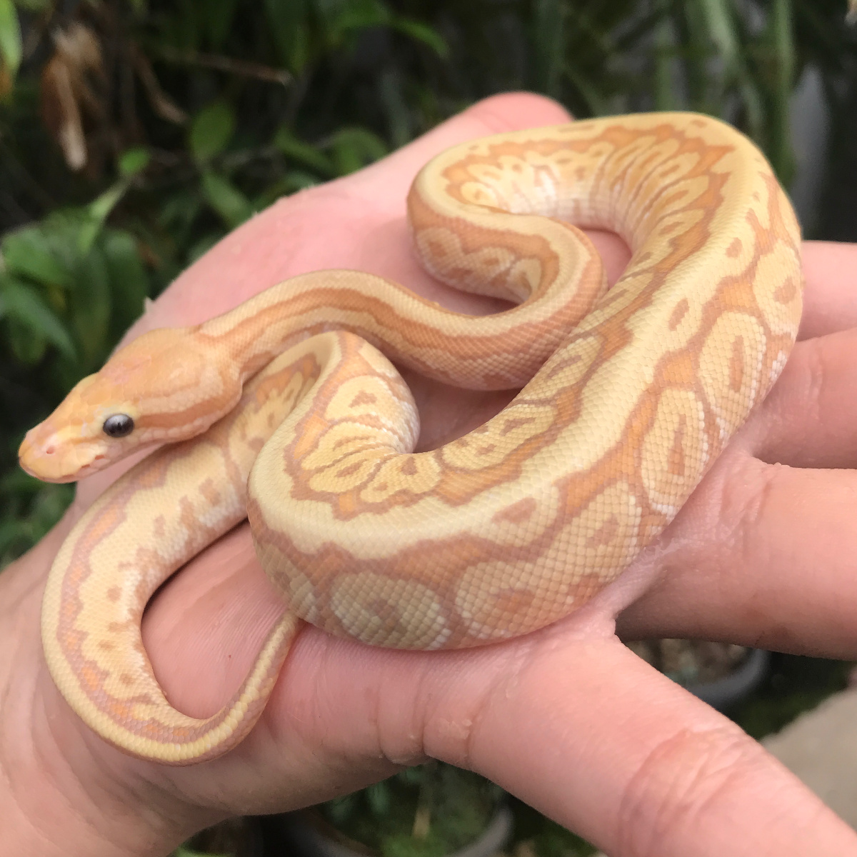 Banana Mojave Pinstripe Y
