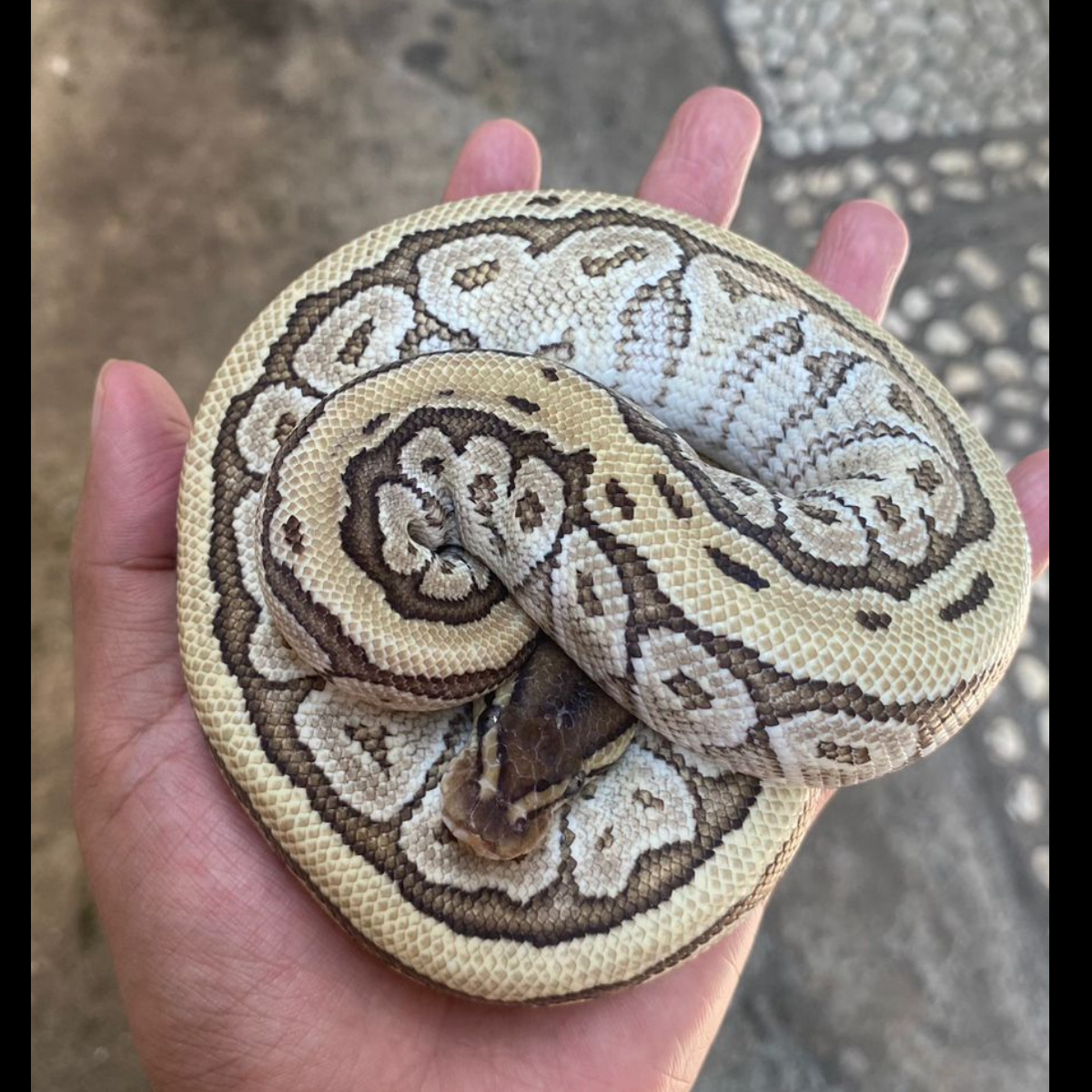 pinstripe lesser yb,male