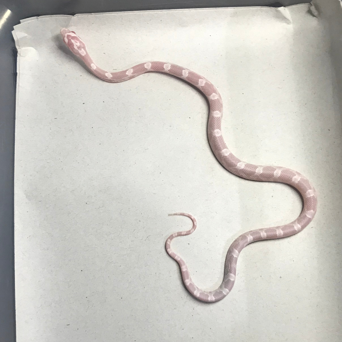 F CORNSNAKE SNOW ph MOTLE