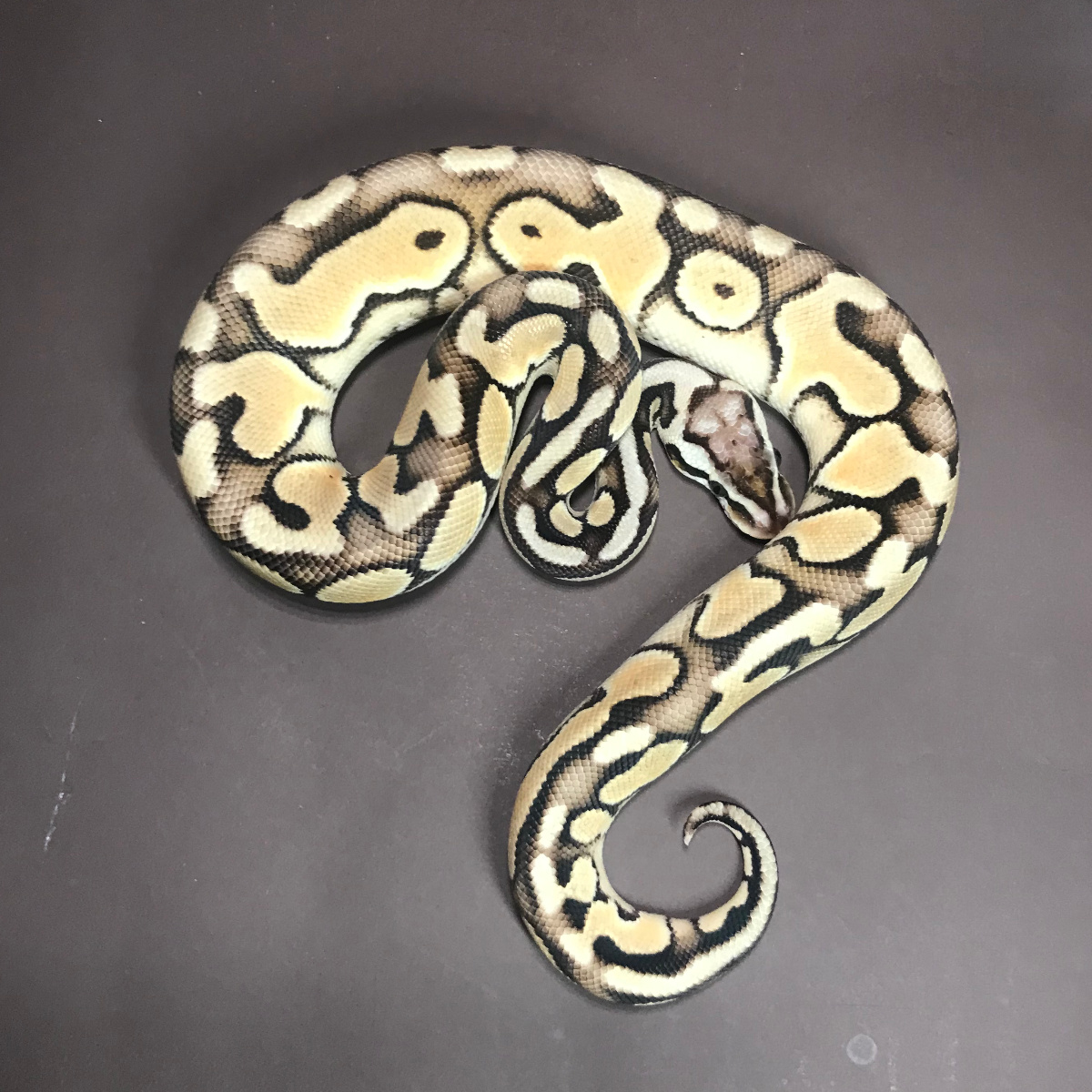 ENCHI CINNY PASTEL dh HYP