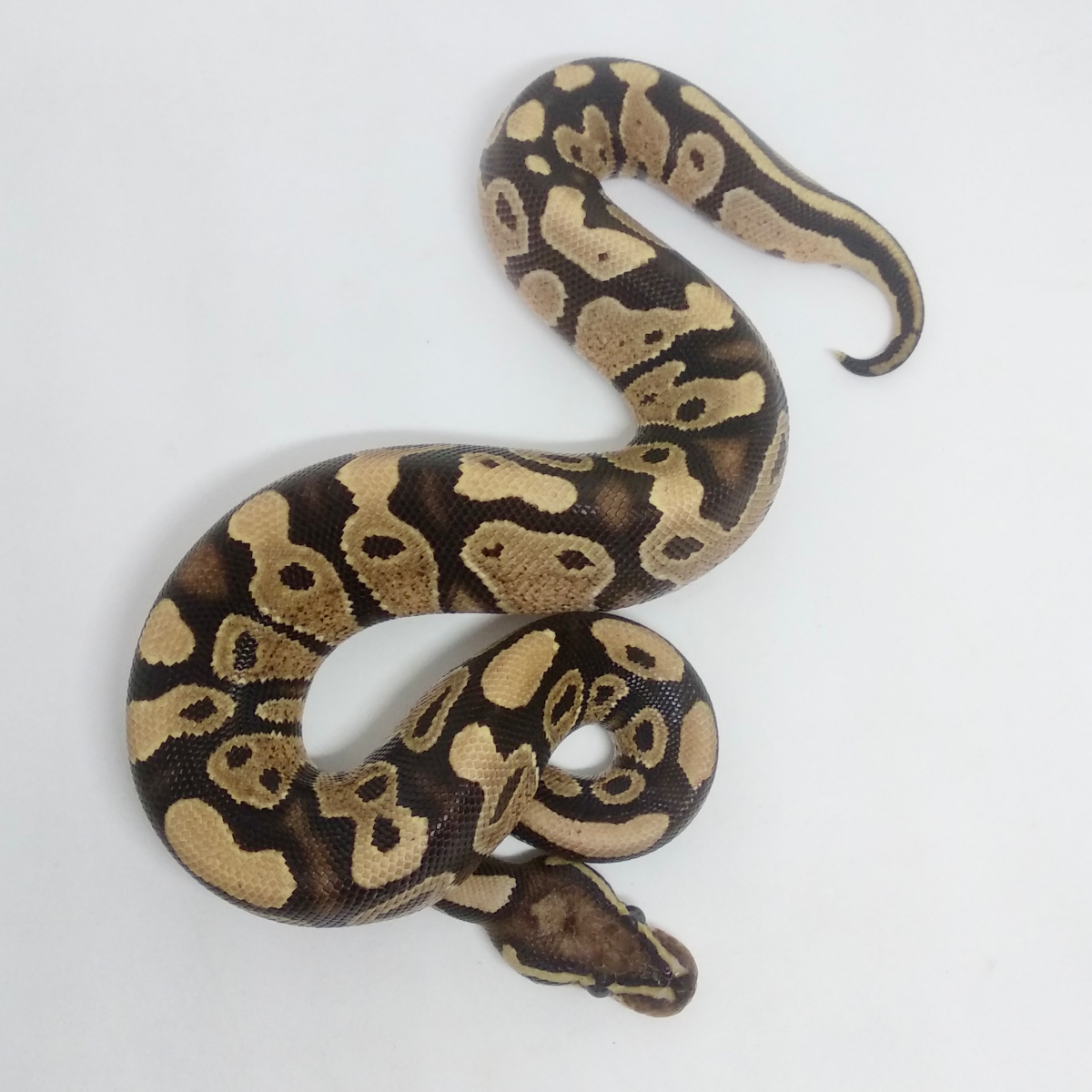 Fire 66% TH Lavender DG C