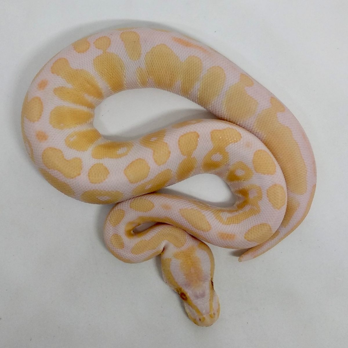 Albino High Contrast