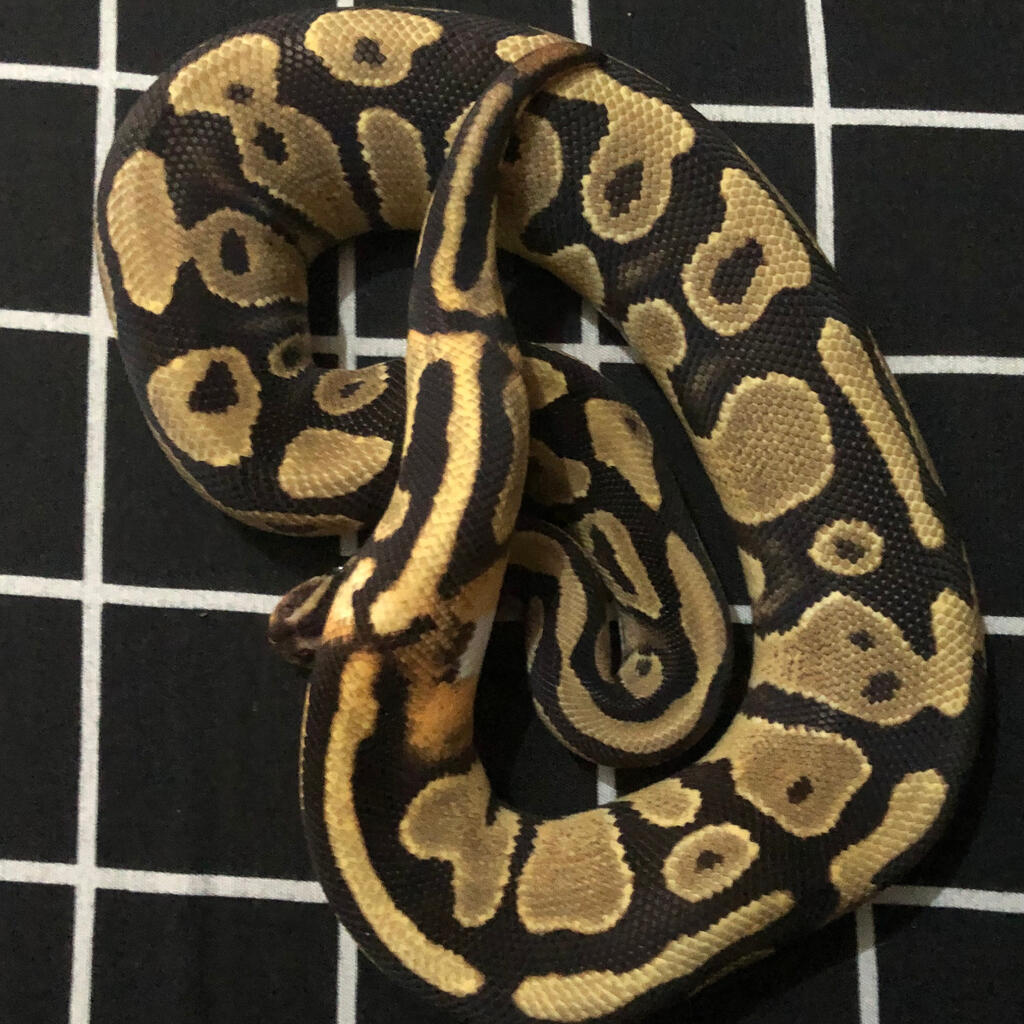 Normal Female (ringer)