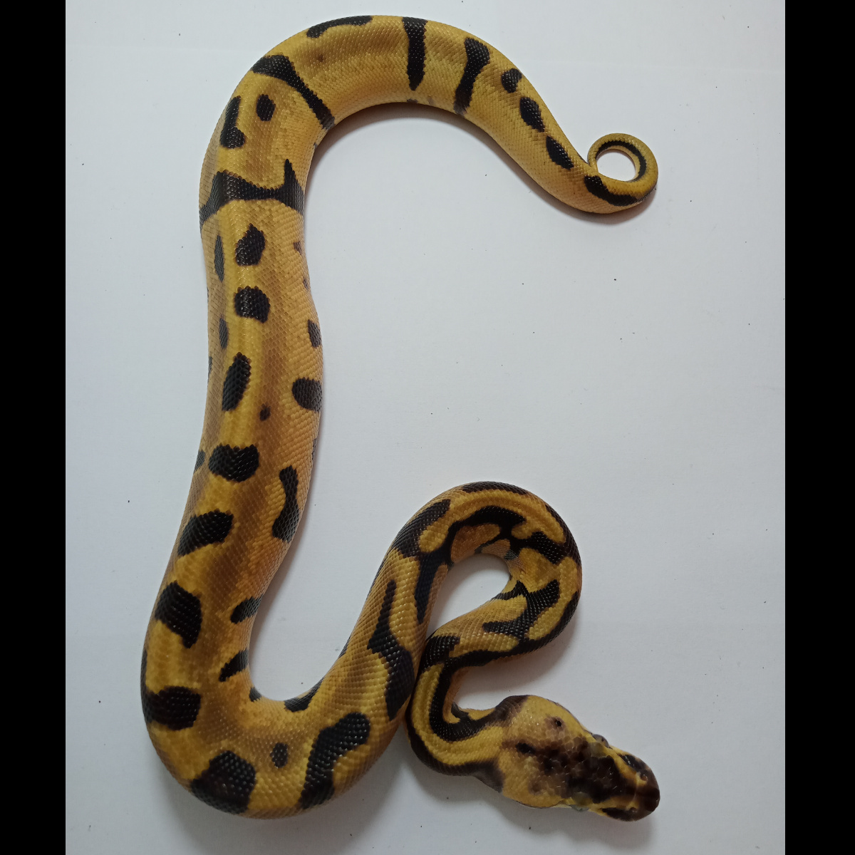 Female Leo Fire Enchi 66%