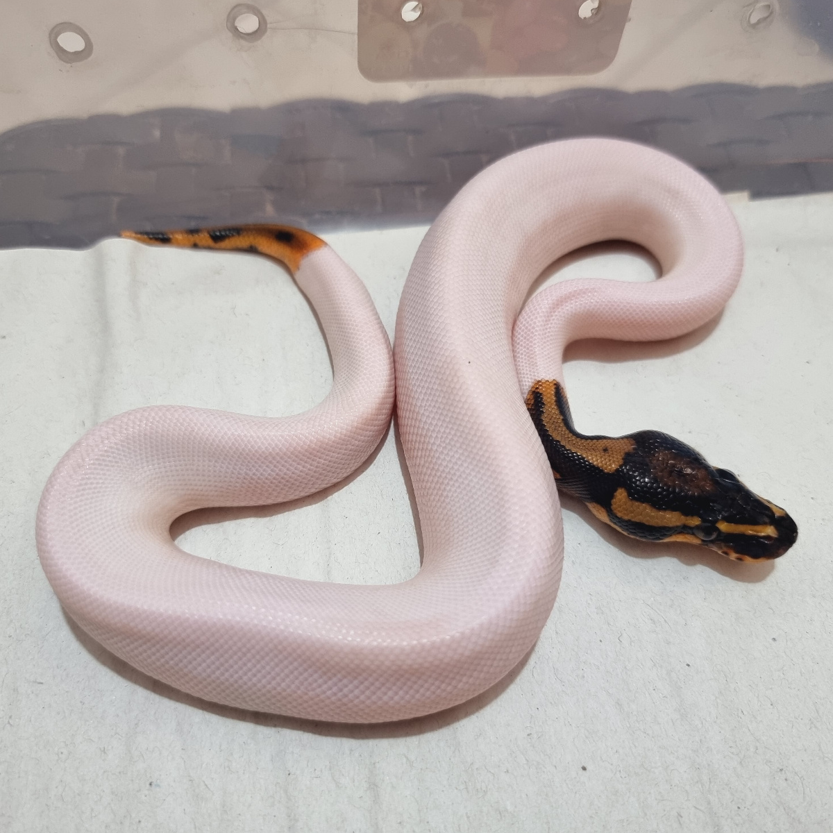 Yellow Belly (YB) Pied