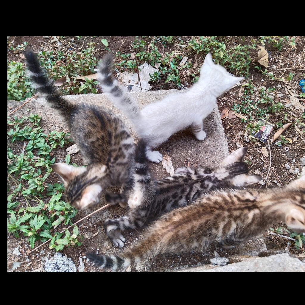Kitten / Kucing Bengal wa