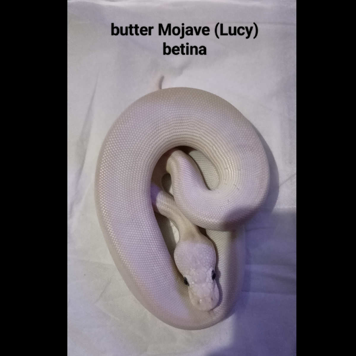 F butter mojave