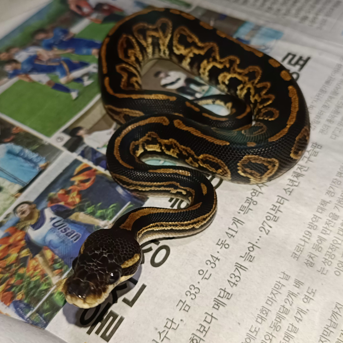 Black head black pastel ball python