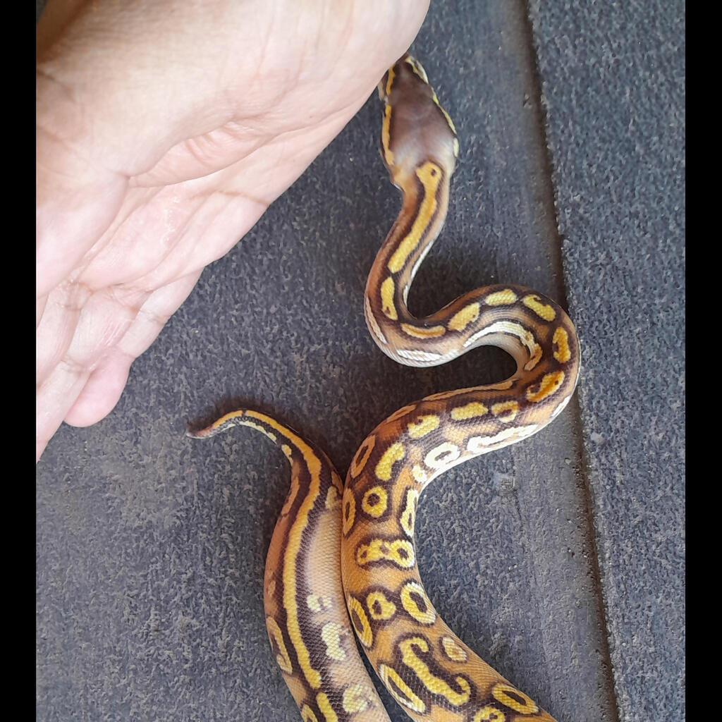 Yellow Belly Mojave Super Pastel