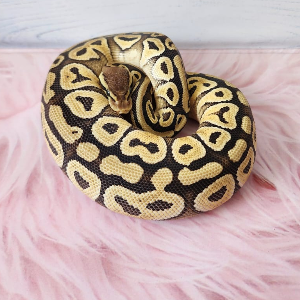 Ball Python Female Pastel