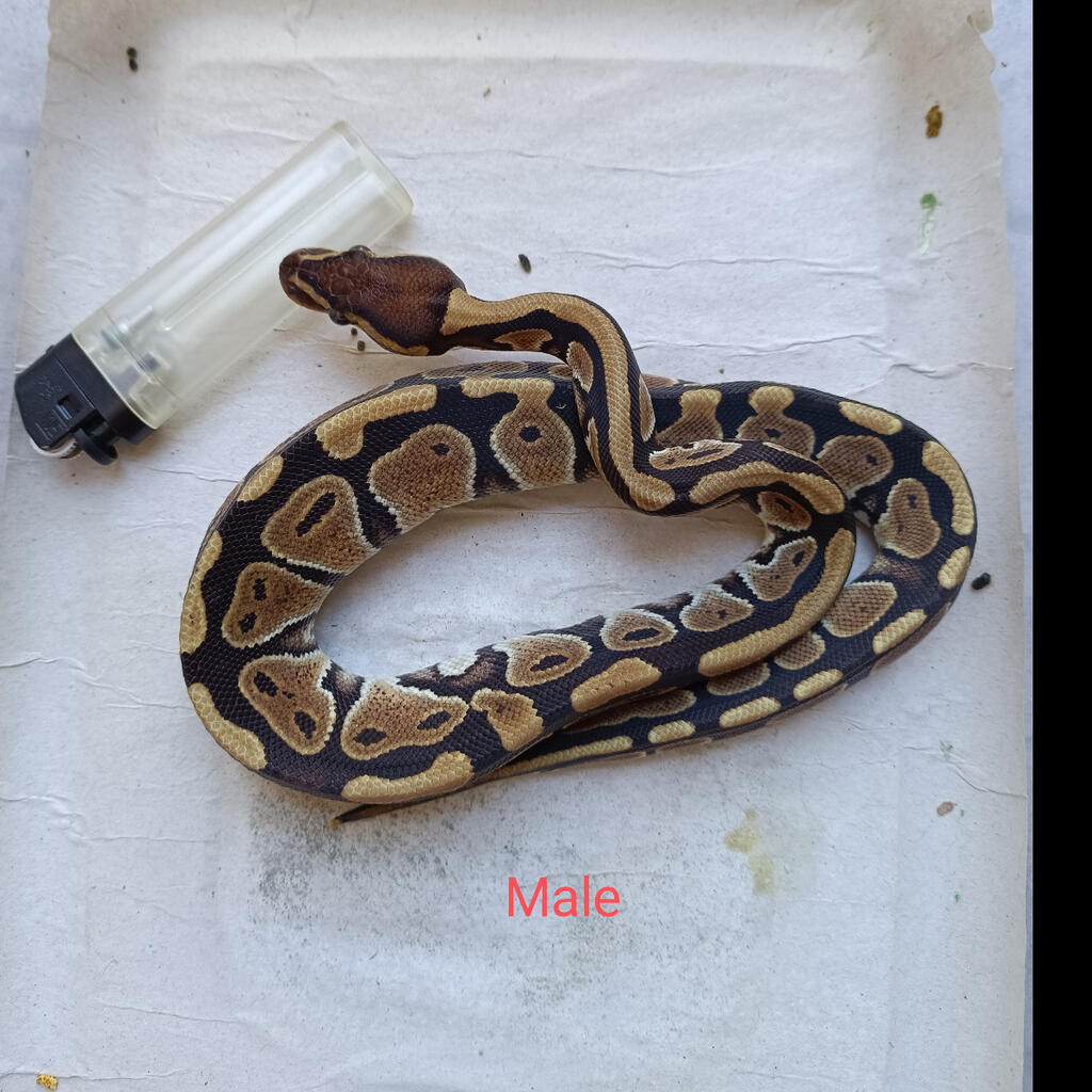 2 ekor BP Mocha Female dan Male