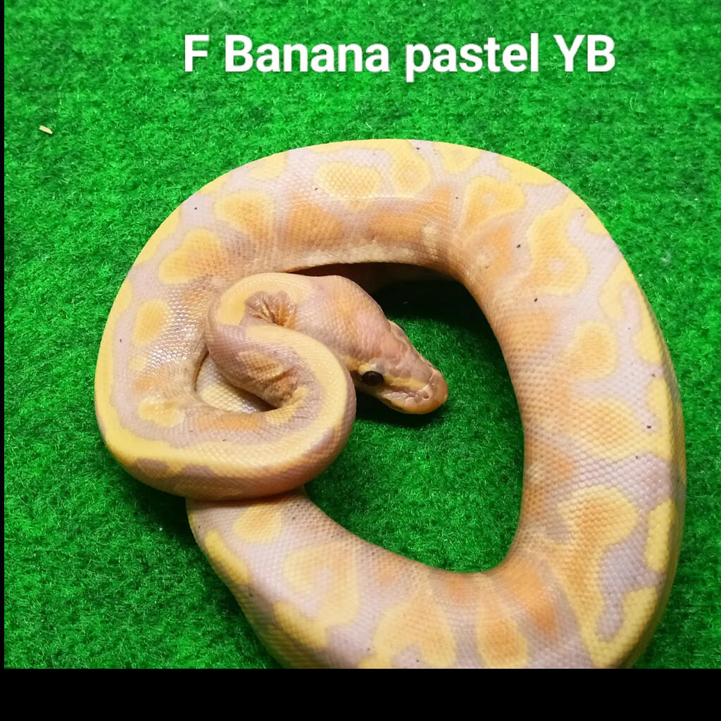 F Banana Pastel Yellow Belly