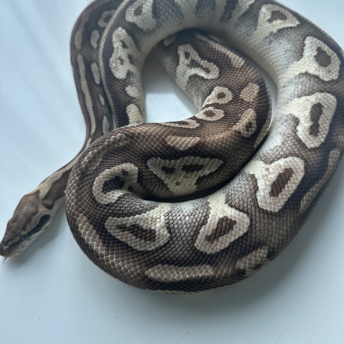 ball python mojave male adult