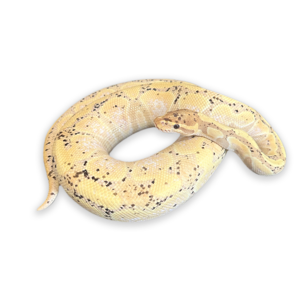 M Ball Python Banana Female Maker Possible Pastel Adult