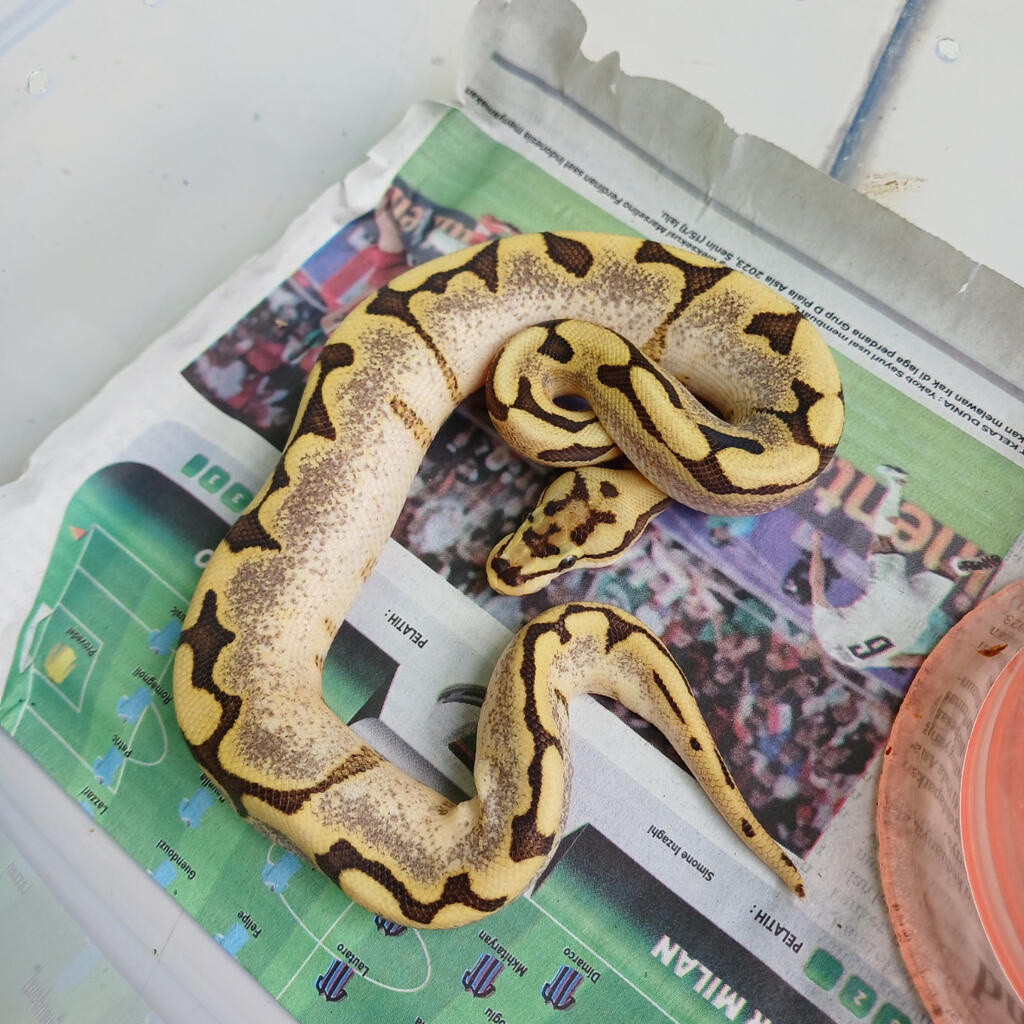 M.Fire Spider Yellow Belly