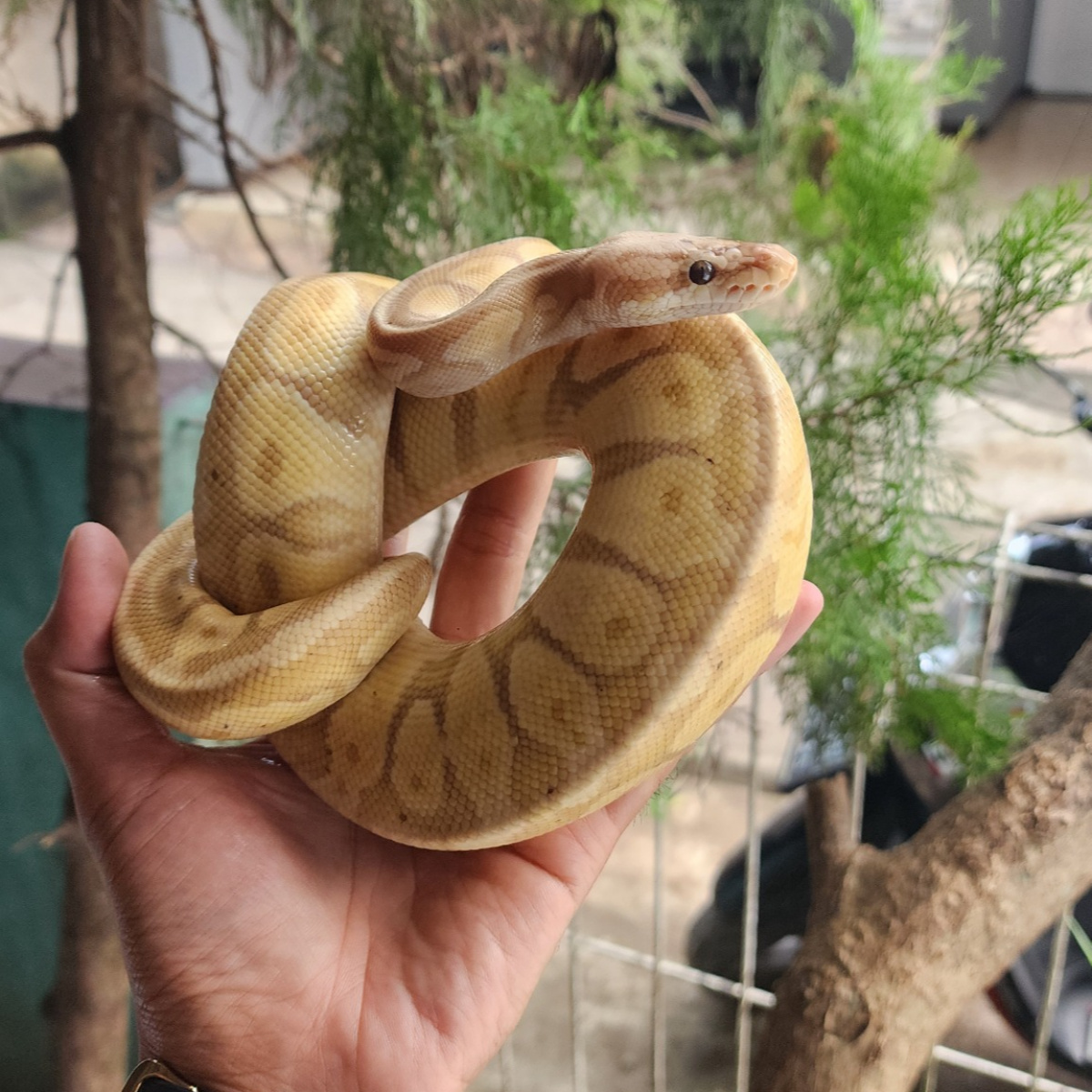 Ball Python Banana Pastel